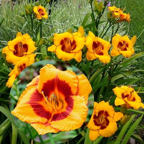 Hemerocallis 'Black Eyed Susan' - Päevaliilia 'Black Eyed Susan' P9/0,55l 